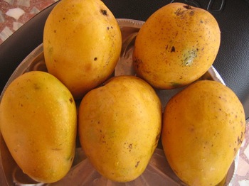 National Fruit of India - Mango